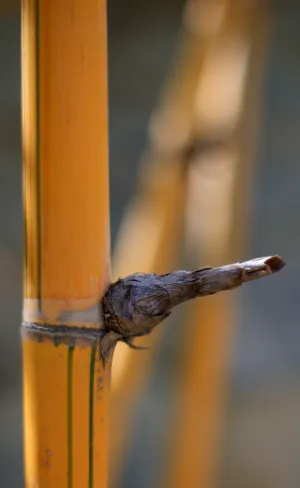 Bamboo Stem With Bud