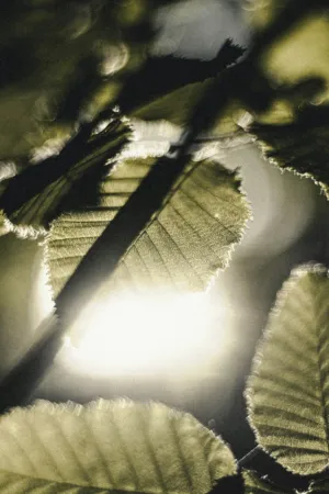 Leafy Abstract