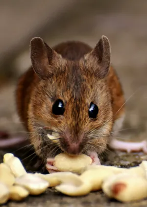 Mouse Eating Peanut