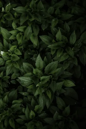 Dark Green Leaves