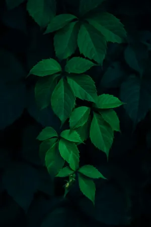 Green Leaves