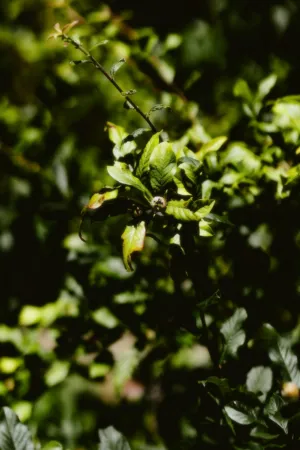 Green Leaves In Sunlight
