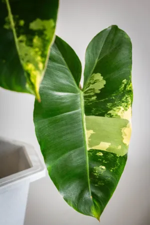 Green Leaf With Yellow Spots