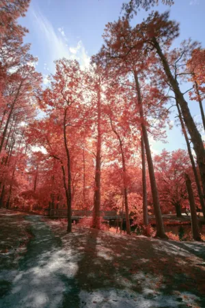 Autumnal Forest Path