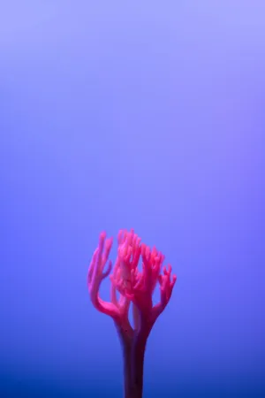 Pink Coral In Blue