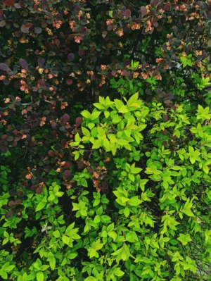 Green And Purple Leaves