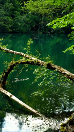Forest Reflections