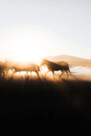 Horses At Sunset