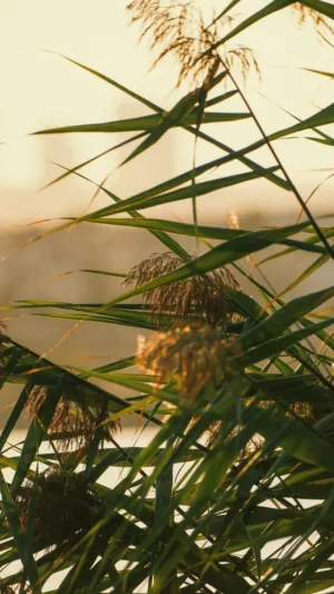 Sunlit Reeds
