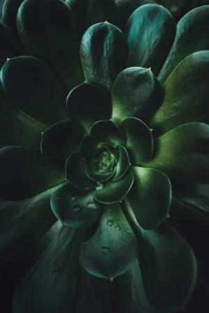 Green Succulent Plant