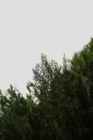 Greenery
