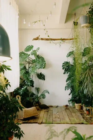 Indoor Jungle