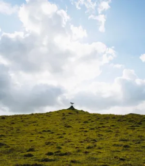 Lonely Bird On A Hill