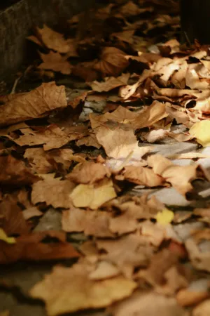 Autumn Leaves