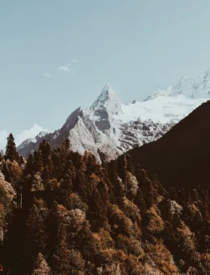 Mountain Peak And Forest