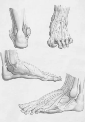 Foot Anatomy Sketches