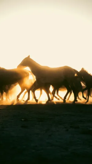 Horses Running At Sunset