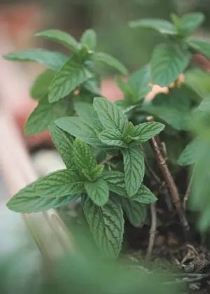 Mint Plant