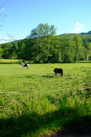 Horses In A Pasture