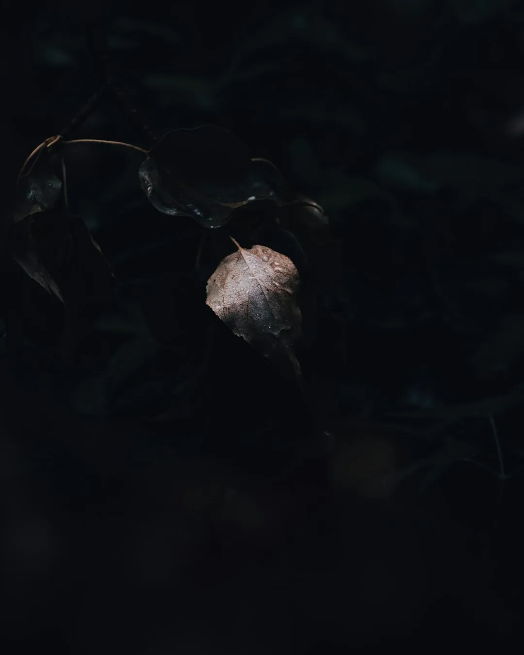 Dark Leaf