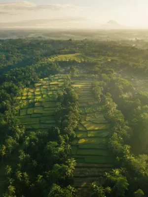 Rice Paddy Fields
