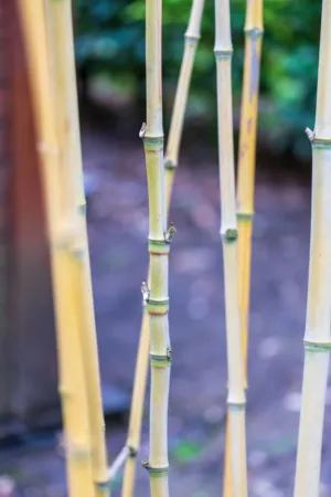 Bamboo Stalks