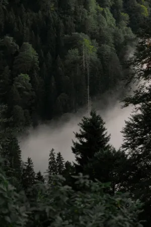 Misty Forest