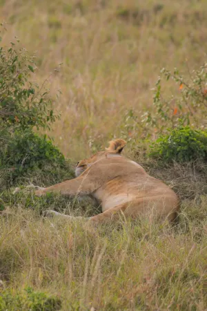 Lioness Resting In The Grass