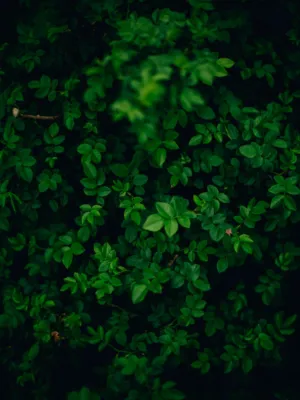 Green Leaves