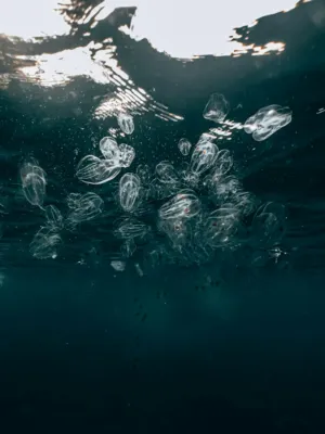 Underwater Jellyfish