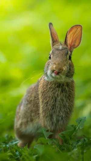 Adorable Rabbit In Greenery