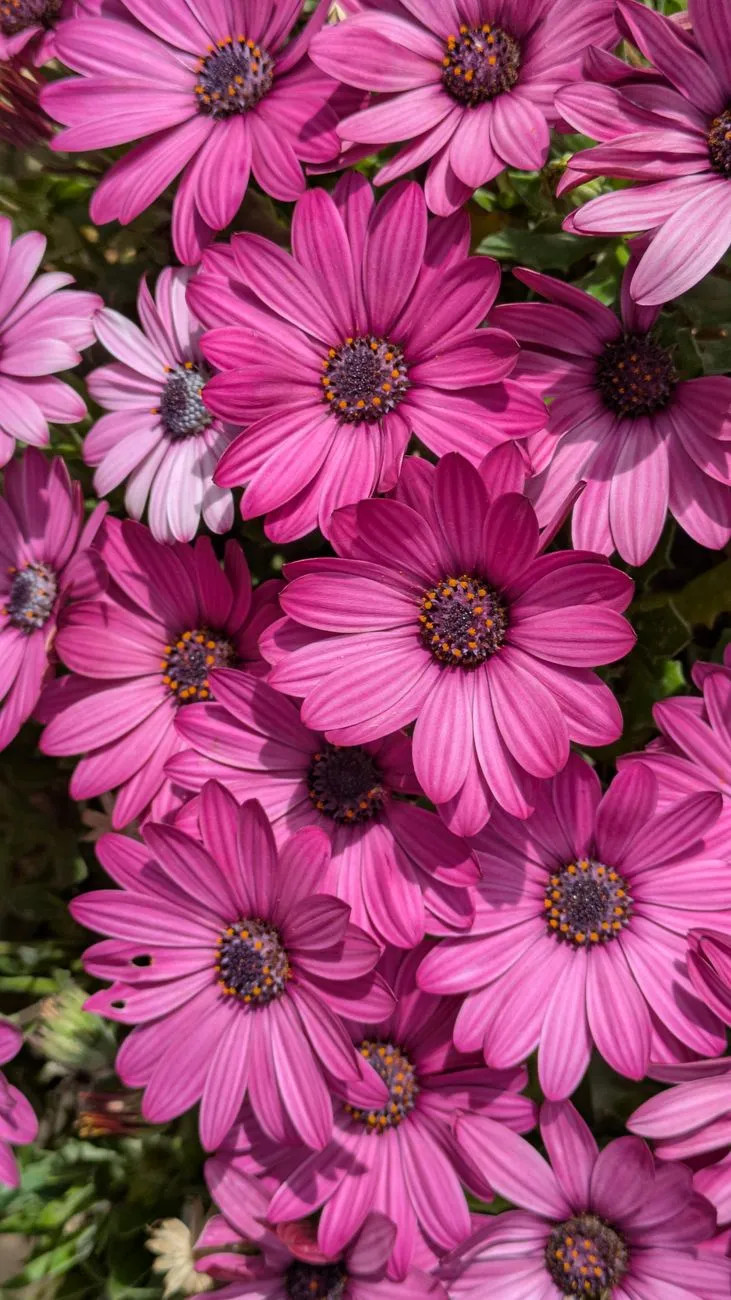 Pink Daisy Flowers