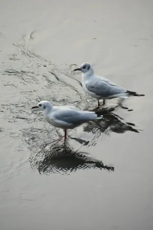 Seagulls By The Water