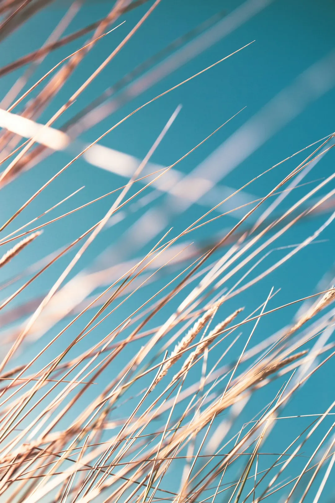 Grass Against Sky