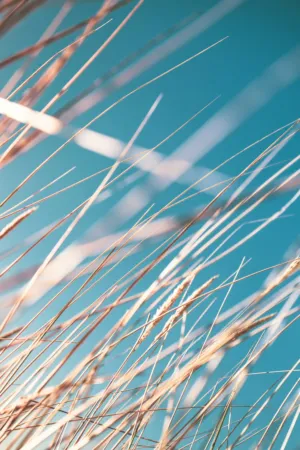 Grass Against Sky