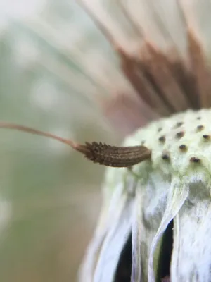 Dried Flower Bud