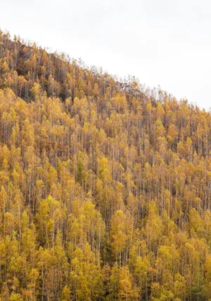 Autumnal Forest
