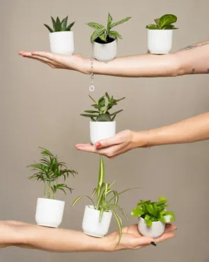 Balancing Plants