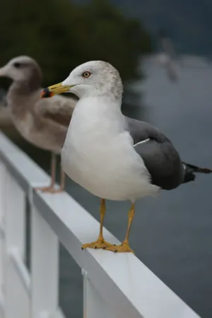 Seagull On A Rail
