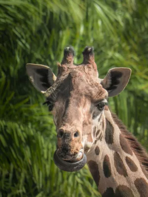 Long Necked Animal
