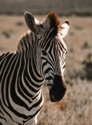 Zebra Portrait