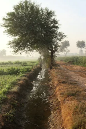 Morning Mist In The Countryside