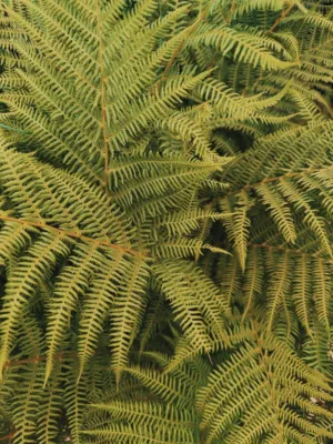 Ferns