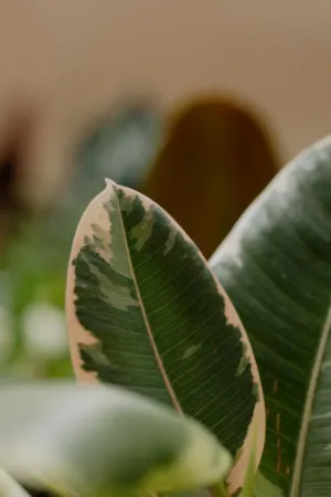 Variegated Ficus Leaf