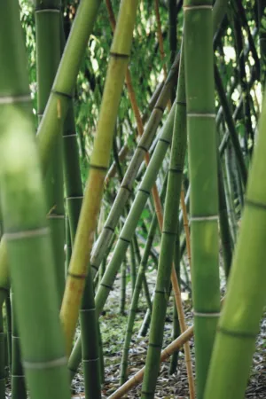 Bamboo Forest