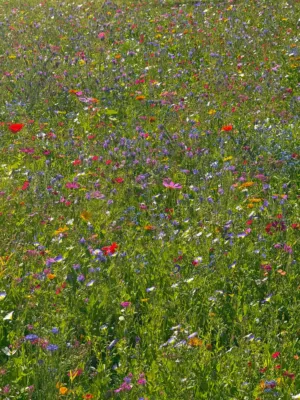 Wildflower Meadow