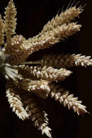 Wheat Ears