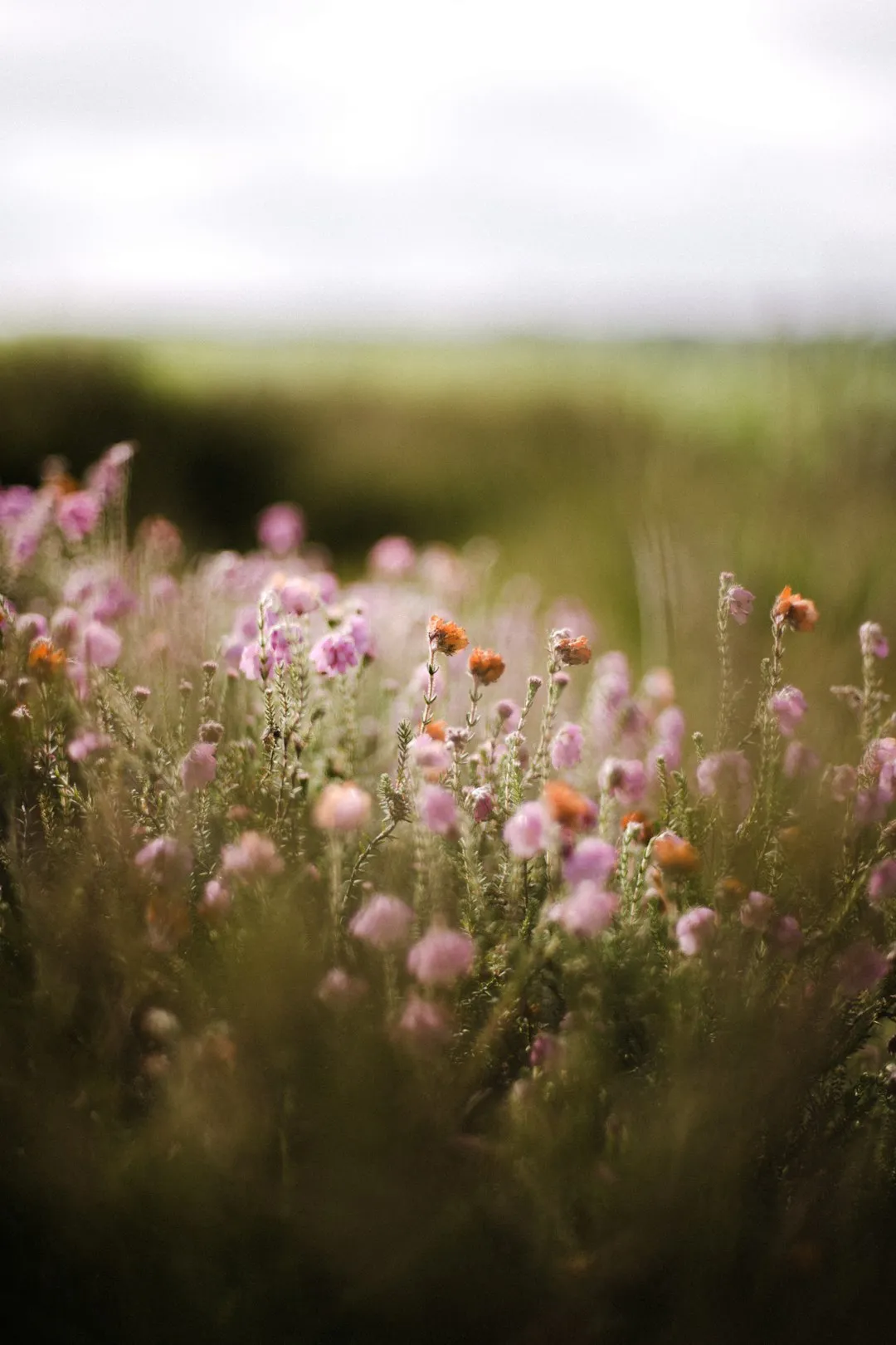 Field Of Wildflowers