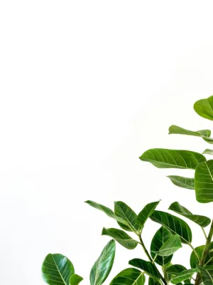Green Leaves On White Background