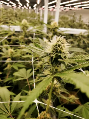Indoor Cannabis Farm